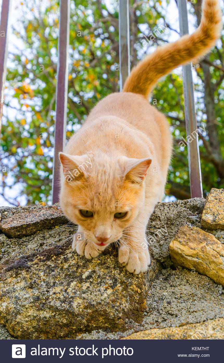 Feline Jump Stock Photos & Feline Jump Stock Images Alamy