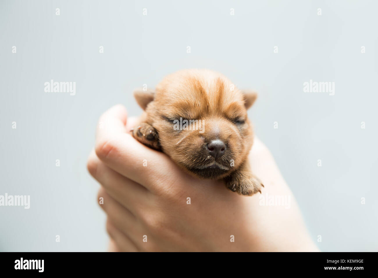 Newborn Puppy Norfolk Terrier In The Caring Female Hands Stock Photo Alamy