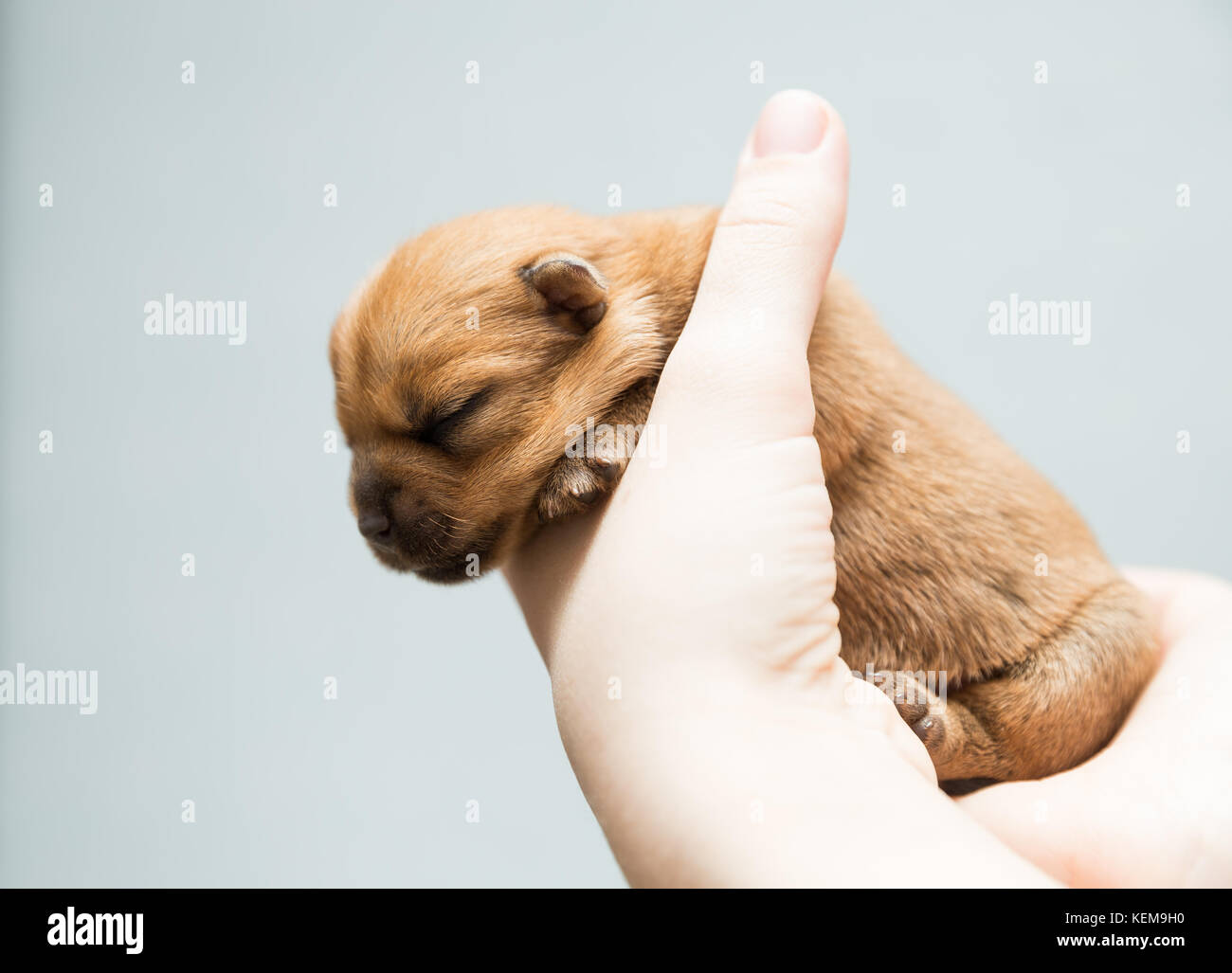 Newborn Puppy Norfolk Terrier In The Caring Female Hands Stock Photo Alamy