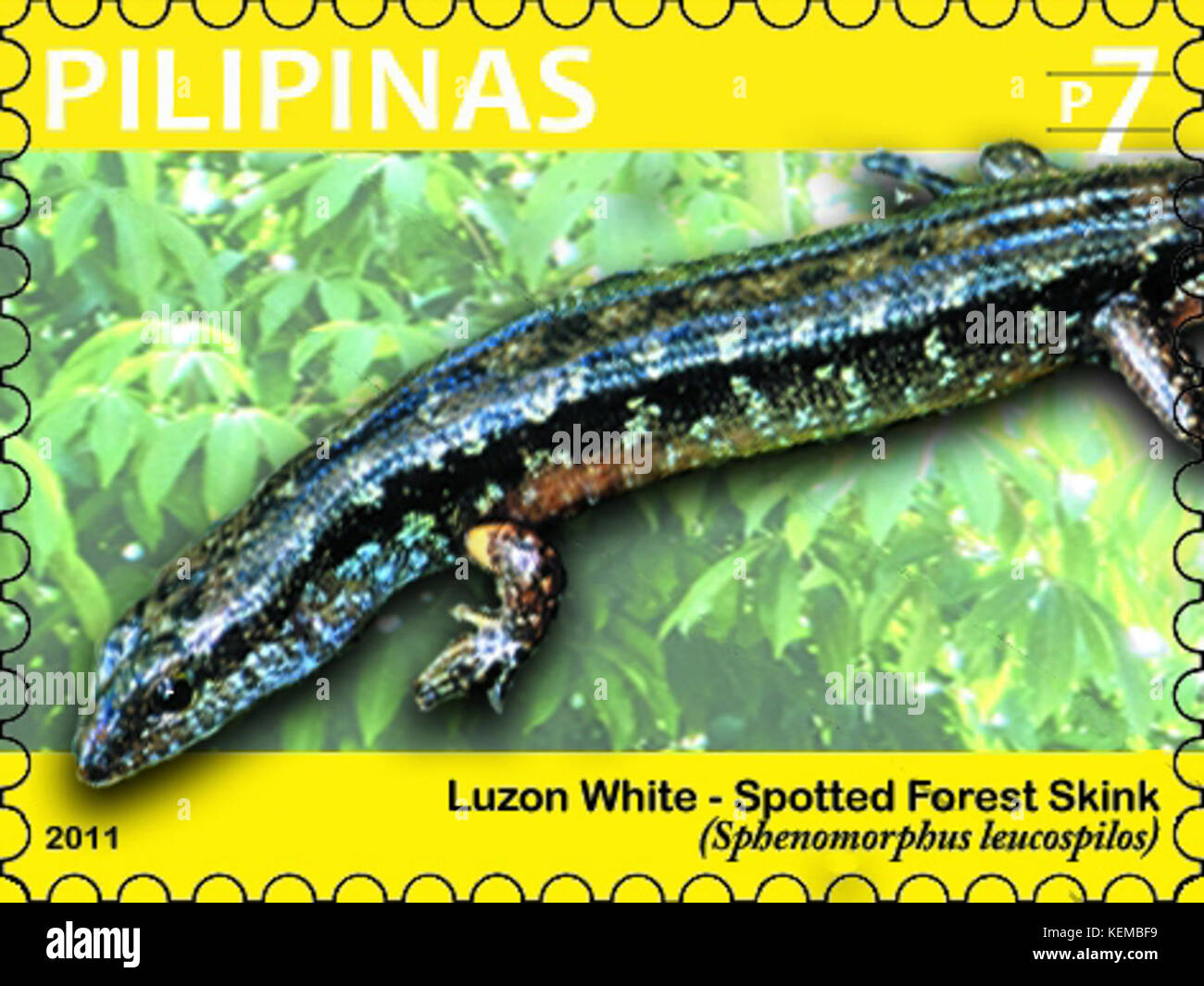 Sphenomorphus leucospilos 2011 stamp of the Philippines Stock Photo
