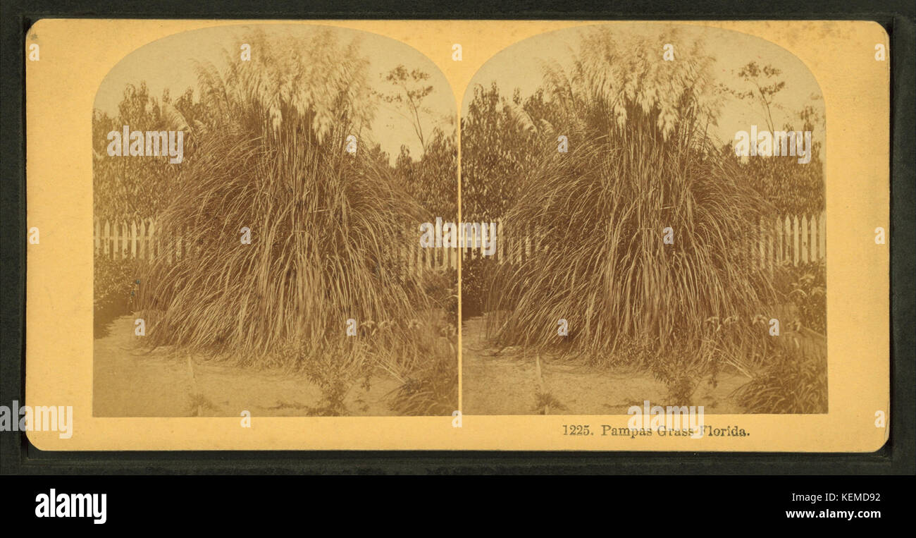 Pamapas grass. Florida, from Robert N. Dennis collection of stereoscopic views Stock Photo