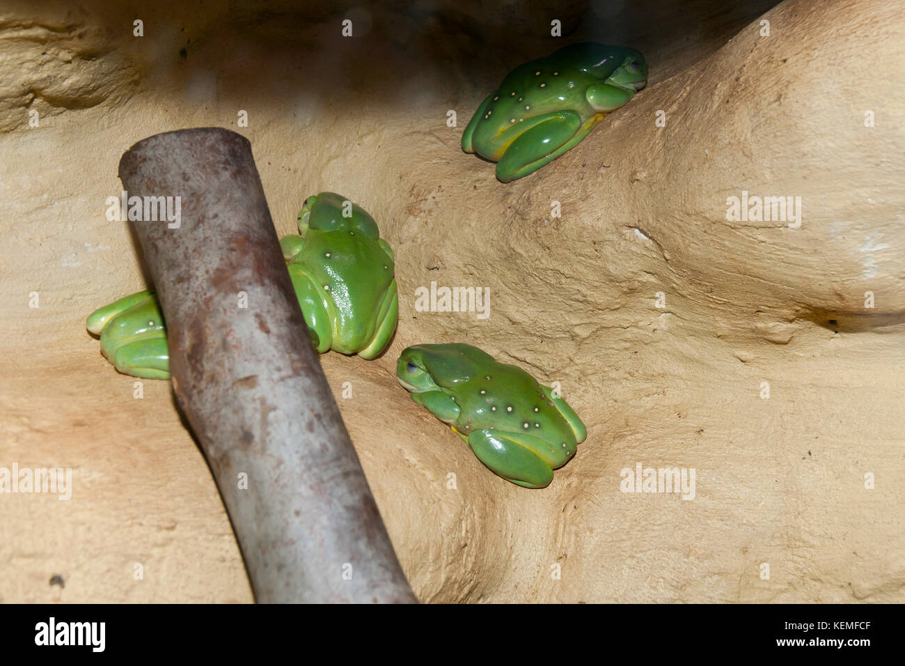 Splendid Tree Frogs Stock Photo