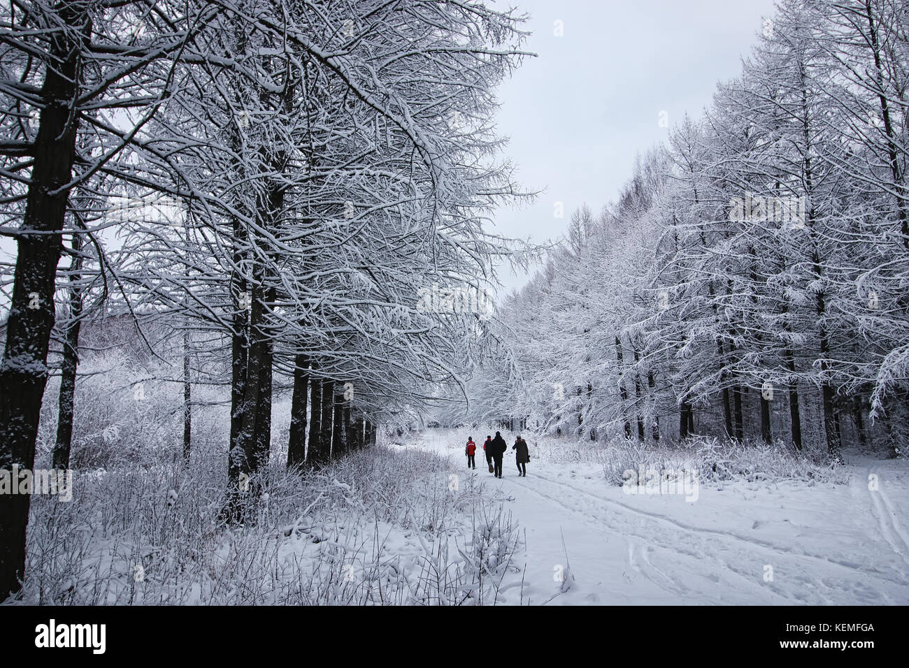 winter forest covered snow Stock Photo - Alamy