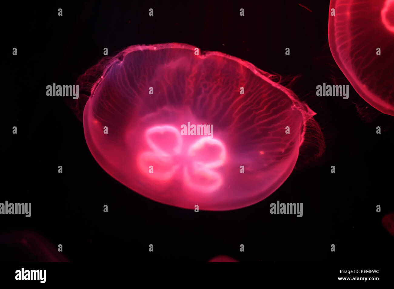 Multicolored jellyfish swim under water Stock Photo - Alamy
