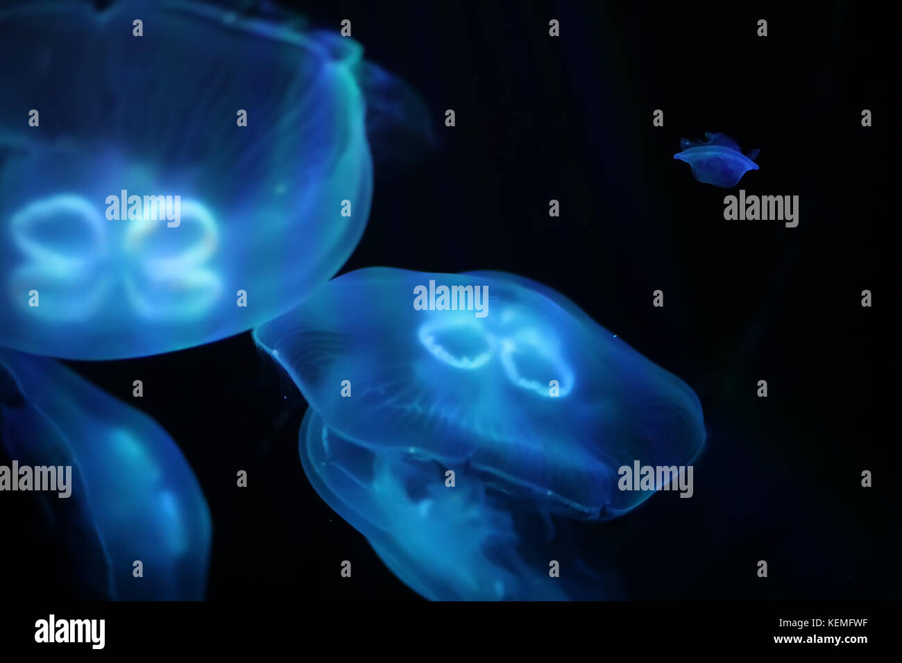 Multicolored jellyfish swim under water Stock Photo - Alamy