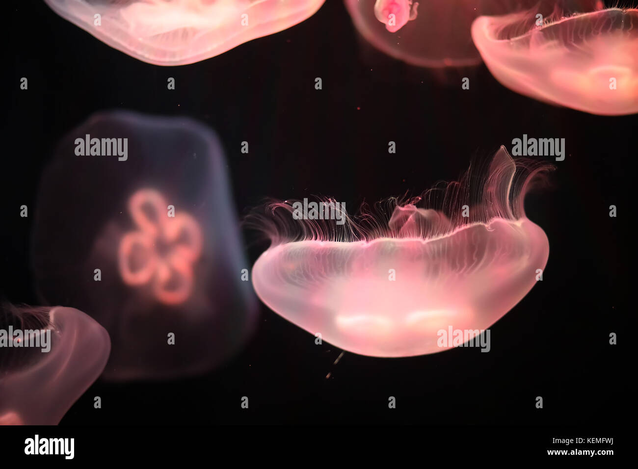 Multicolored jellyfish swim under water Stock Photo - Alamy