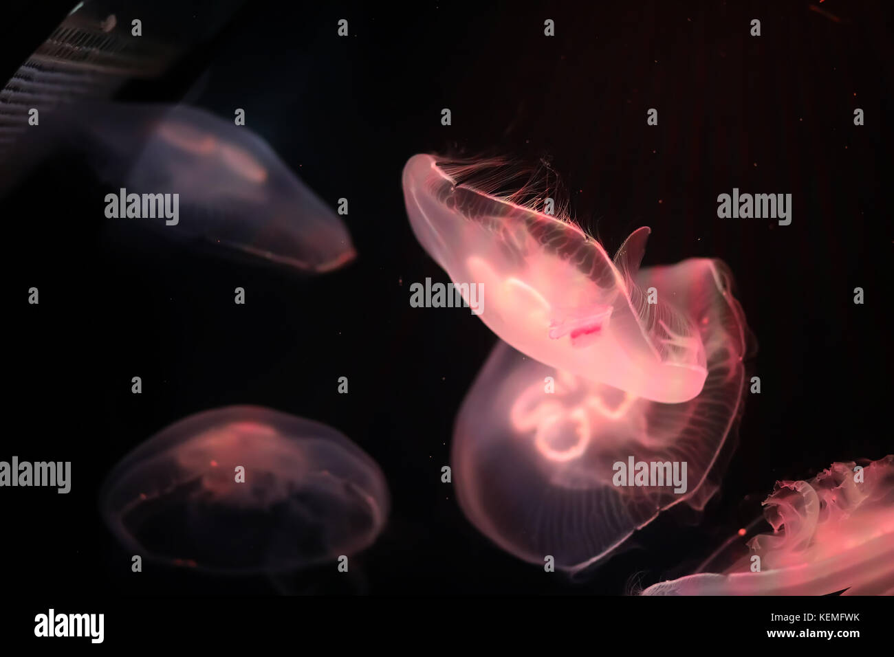 Multicolored jellyfish swim under water Stock Photo - Alamy