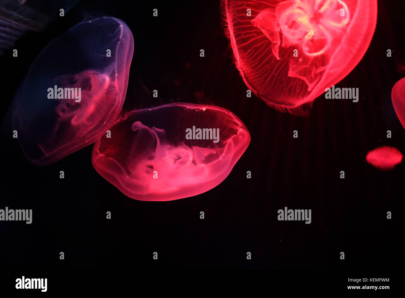 Multicolored jellyfish swim under water Stock Photo - Alamy