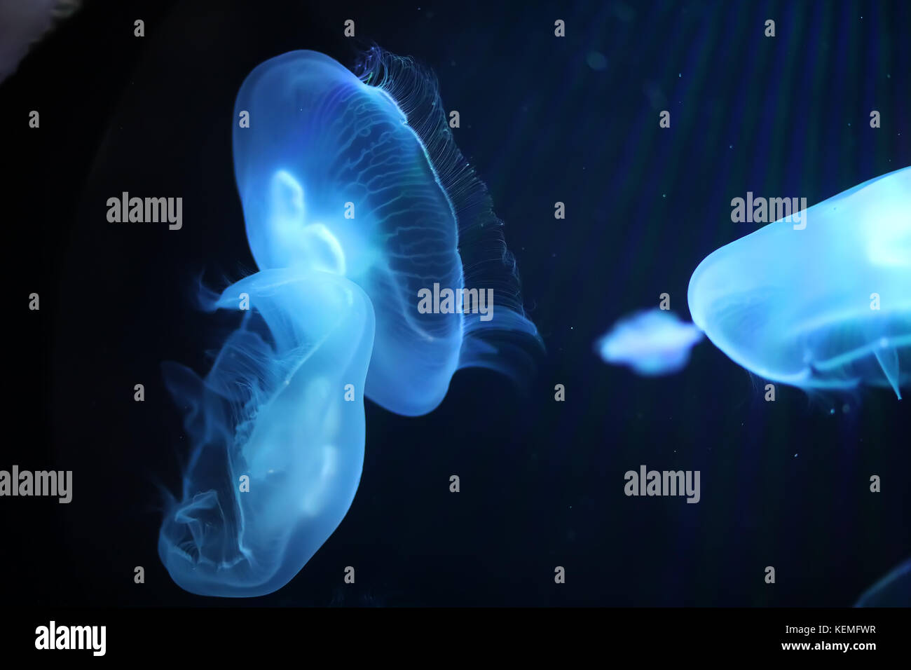 Multicolored jellyfish swim under water Stock Photo - Alamy