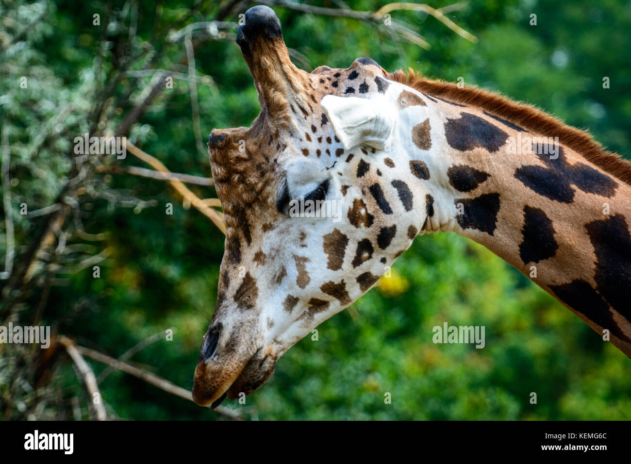 Portrait of Rothschilds giraffe (Giraffa camelopardalis rothschildi ...