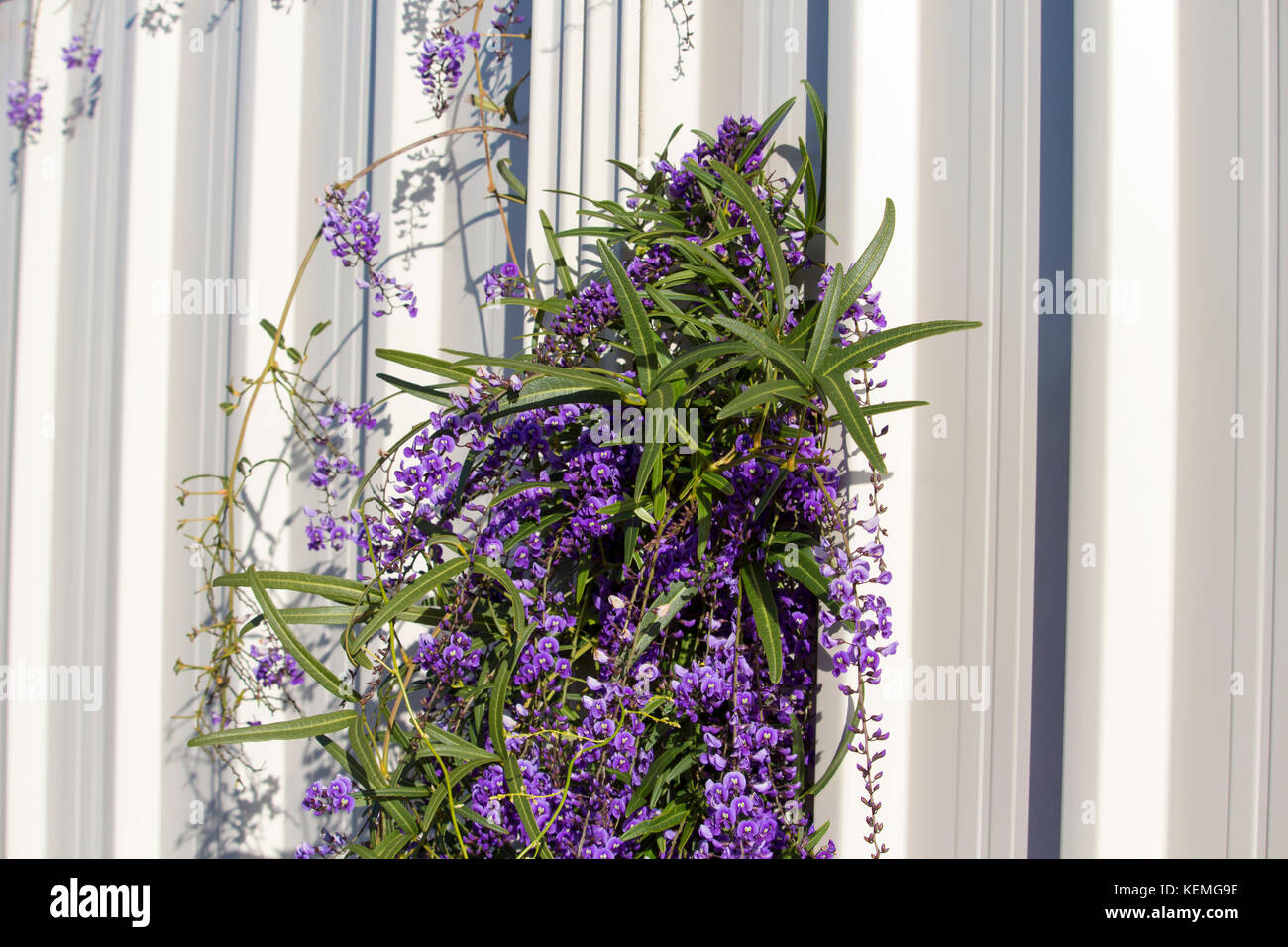 West Australian purple wild flower creeper Hardenbergia Violaceae with