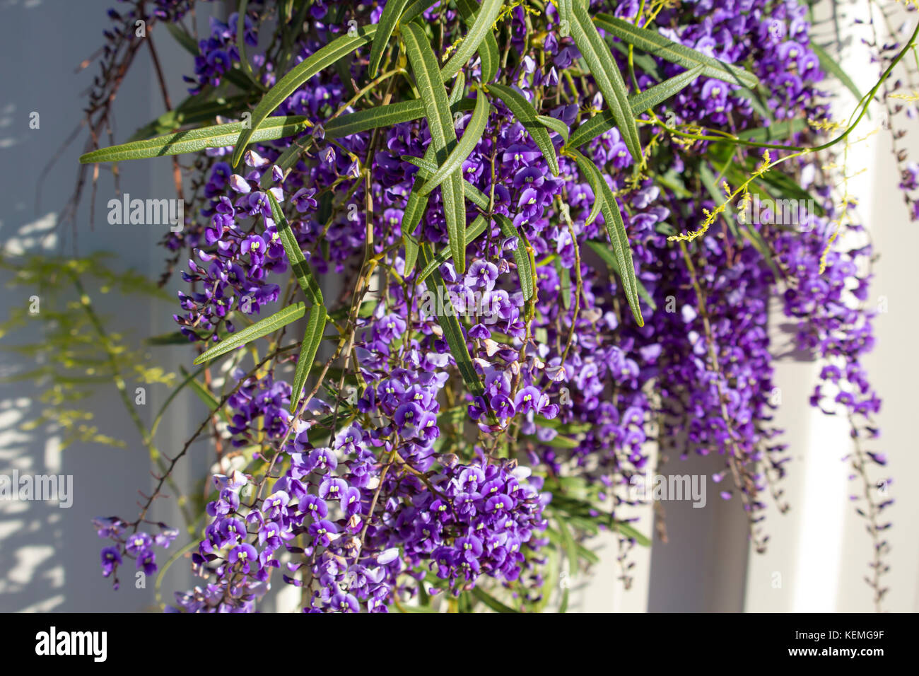 West Australian purple wild flower creeper Hardenbergia Violaceae with