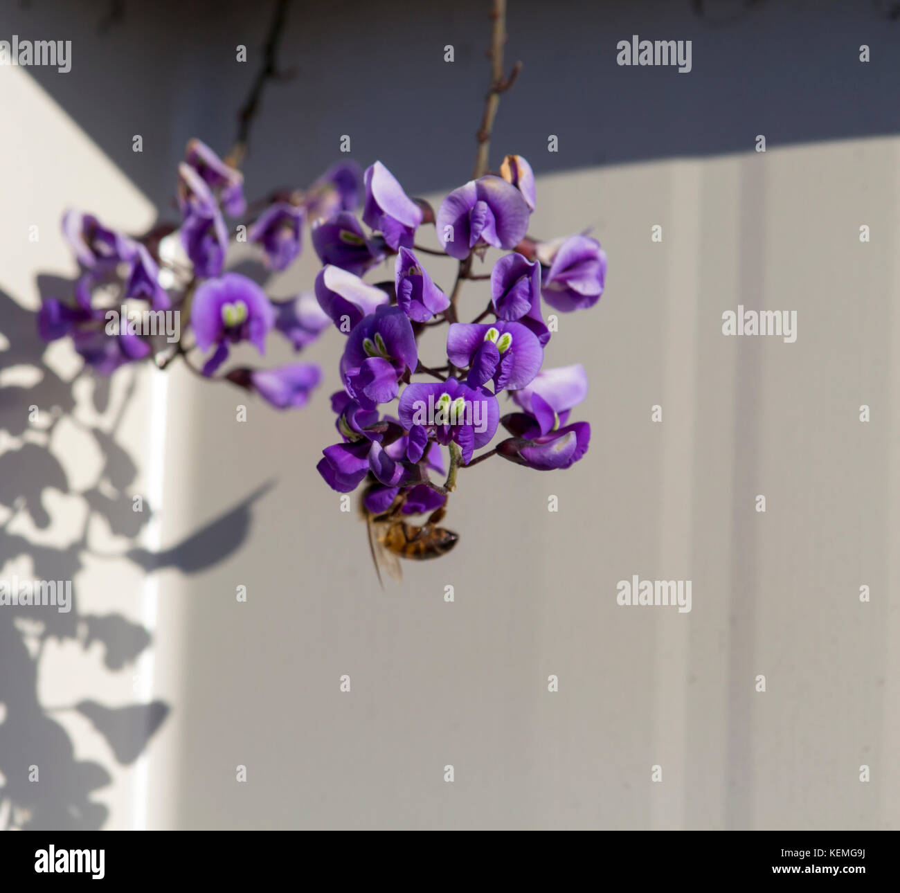 West Australian purple wild flower creeper Hardenbergia Violaceae with