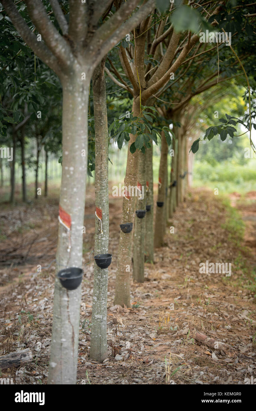 Rubber tree plantation in Thailand Stock Photo - Alamy