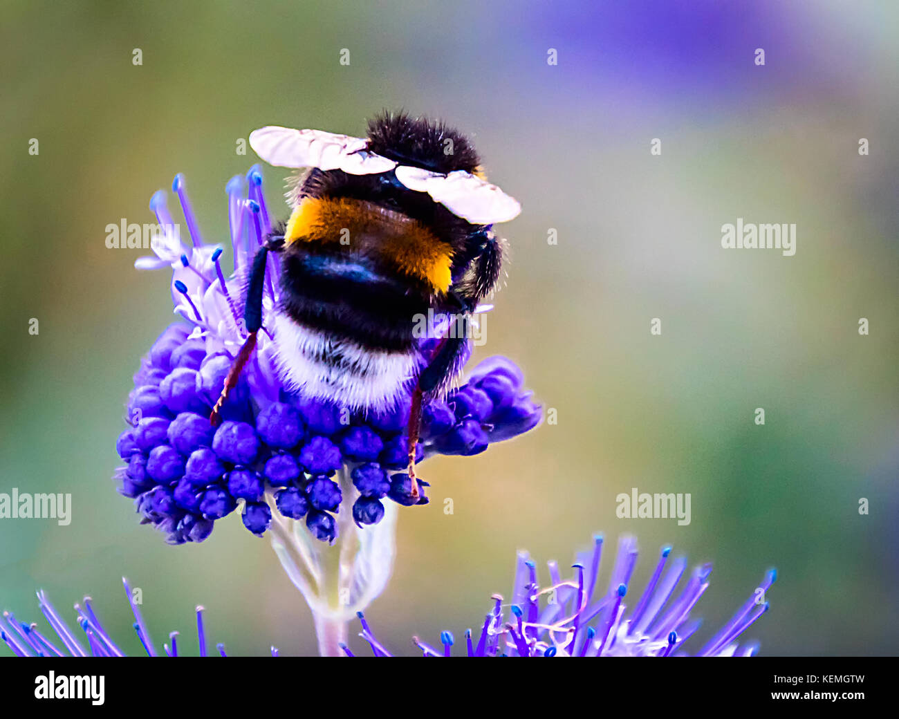 Bumblebee on blue flower Stock Photo