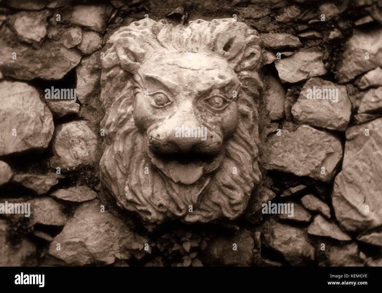 Roman Lion Stock Photo