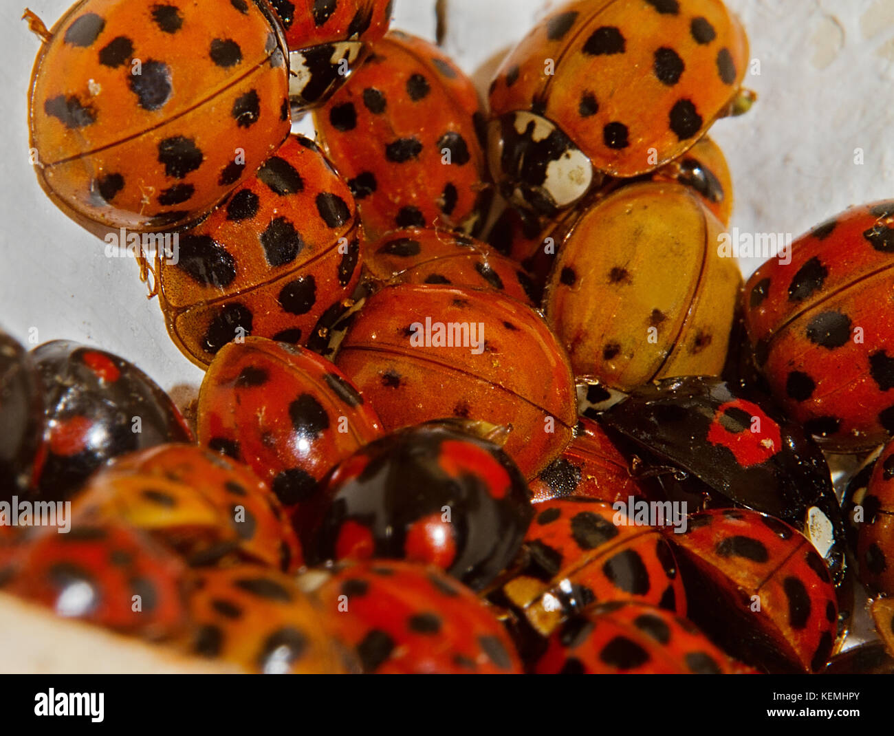 Gathering of Harlequin ladybeetles, hibernating indoors Stock Photo