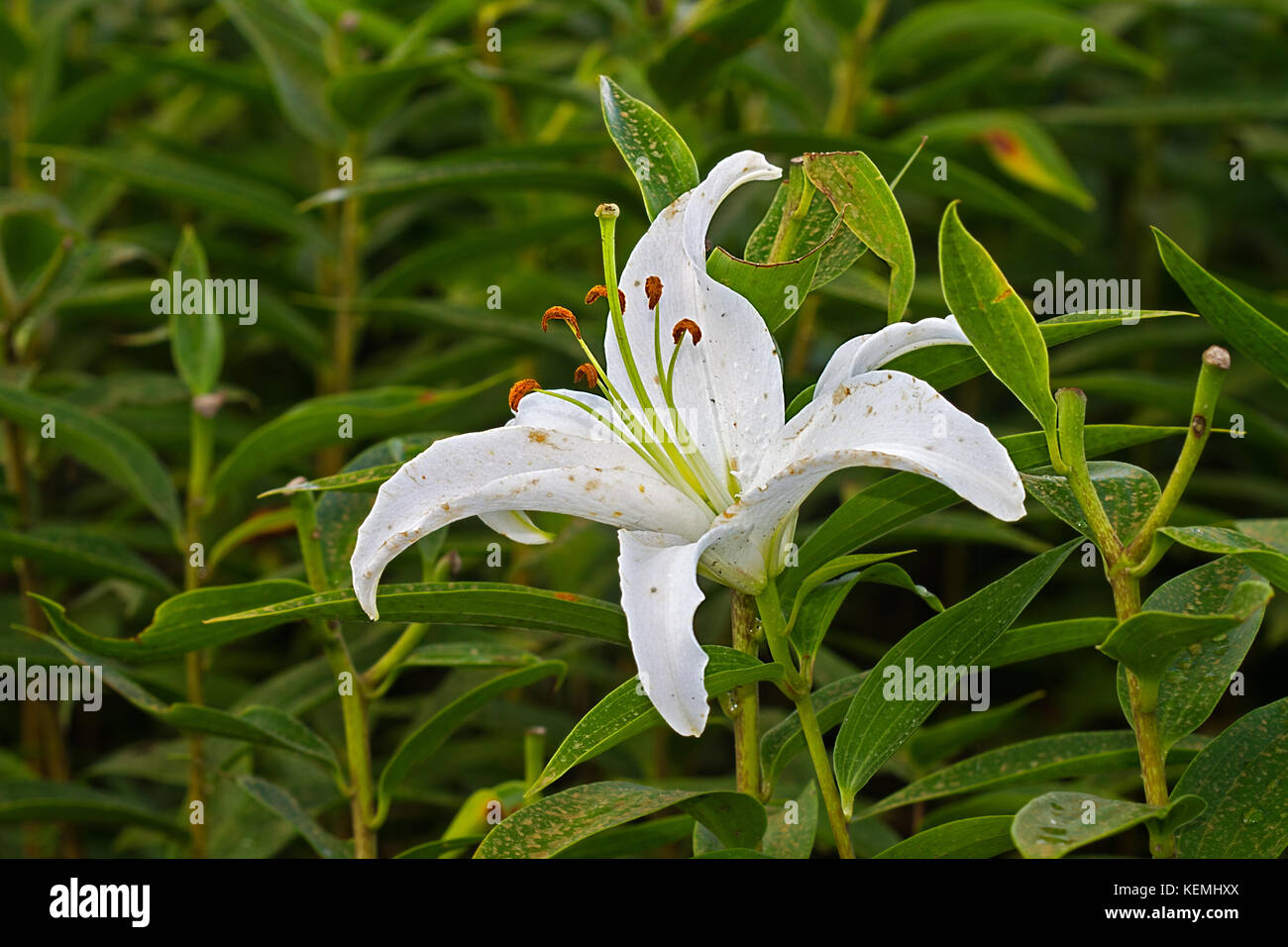 Cultivation of Lilies in agriculture, a field of Lilies with one white flower Stock Photo