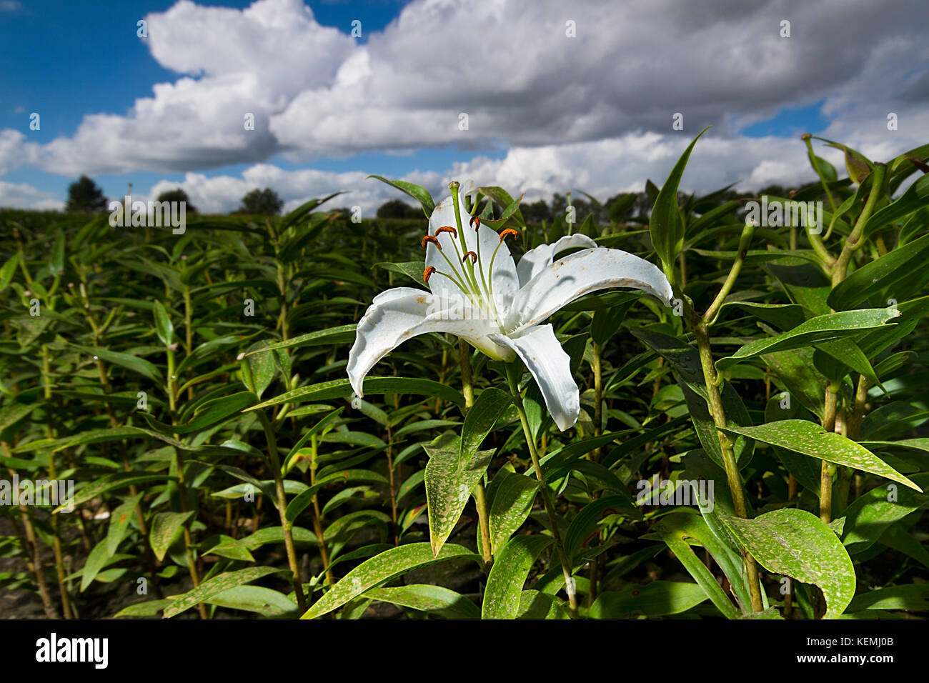 Cultivation of Lilies in agriculture, a field of Lilies with one white flower under a blue sky with clouds Stock Photo