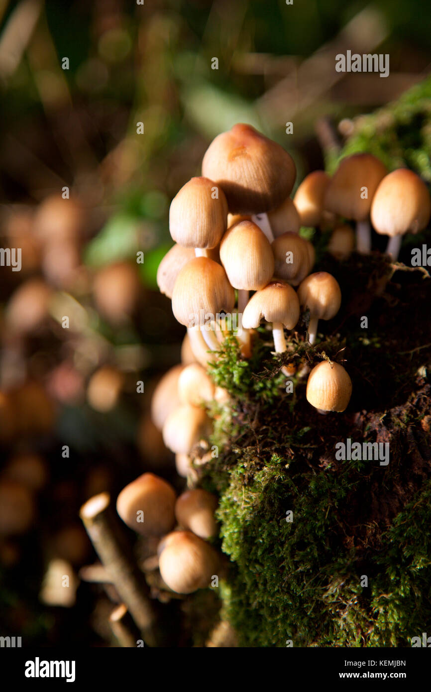 Coprinellies micaceus, edible wild mushroom Stock Photo