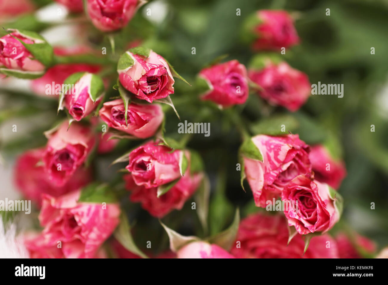 Bouquet of red roses on a white background Stock Photo - Alamy