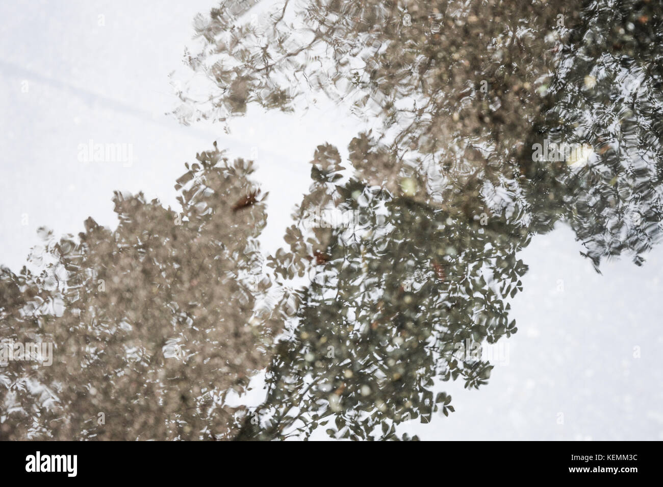 reflection of a tree in a puddle. Stock Photo