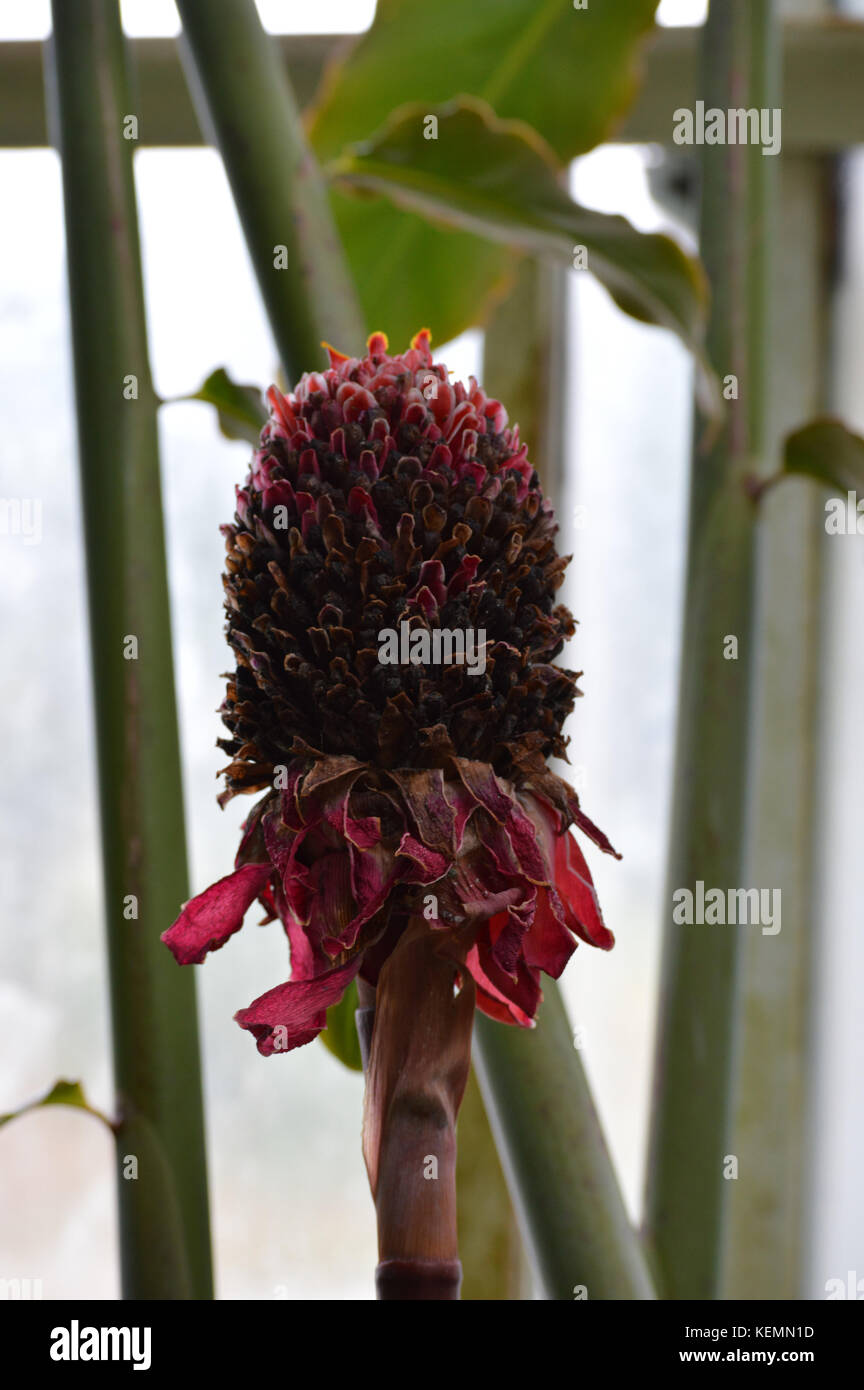 Red Torch Ginger Stock Photo Alamy