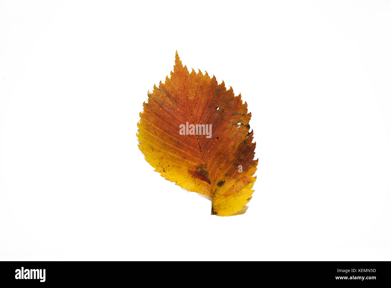 Autumn leaves. Isolated leaf on white background Stock Photo - Alamy