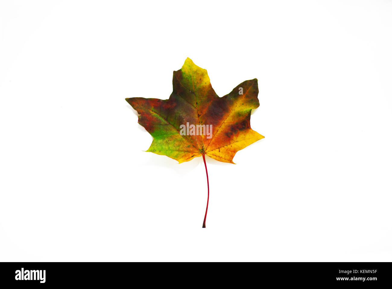 Autumn leaves. Isolated leaf on white background Stock Photo - Alamy
