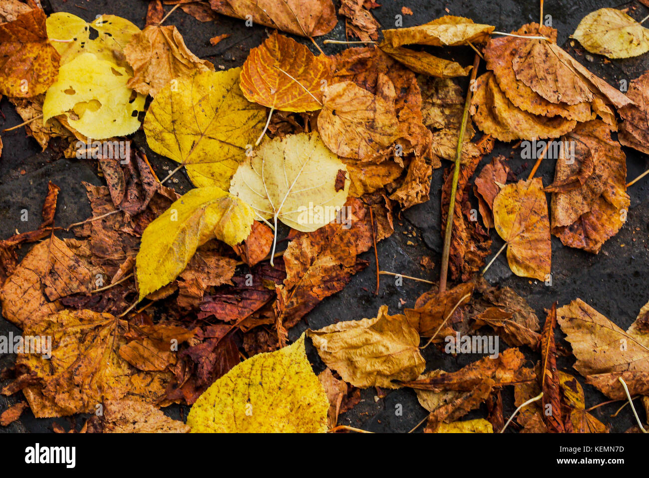 Autumn leaves, Fontainebleau, France Stock Photo Alamy