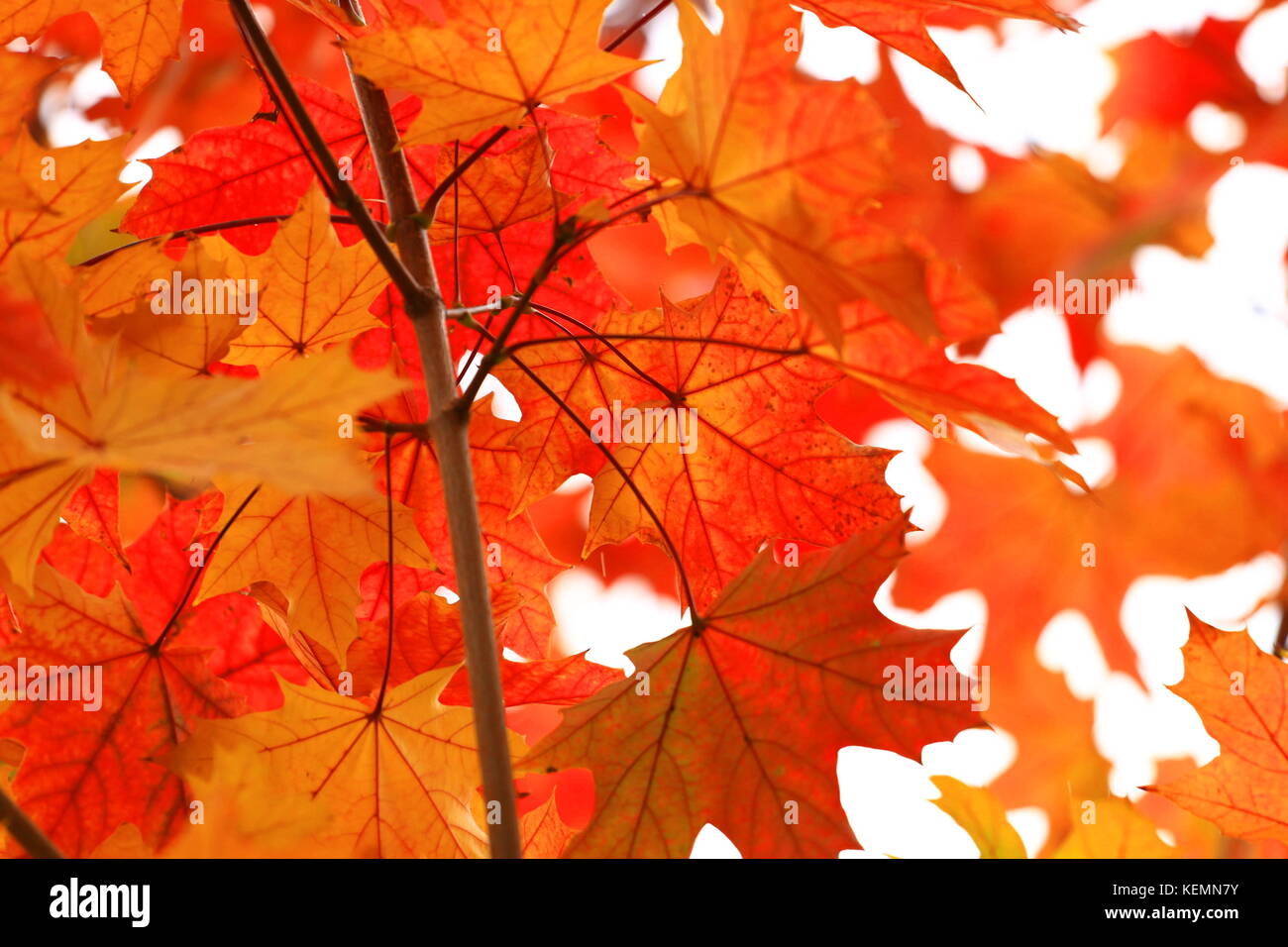 Vivid red maple leaves hi-res stock photography and images - Alamy