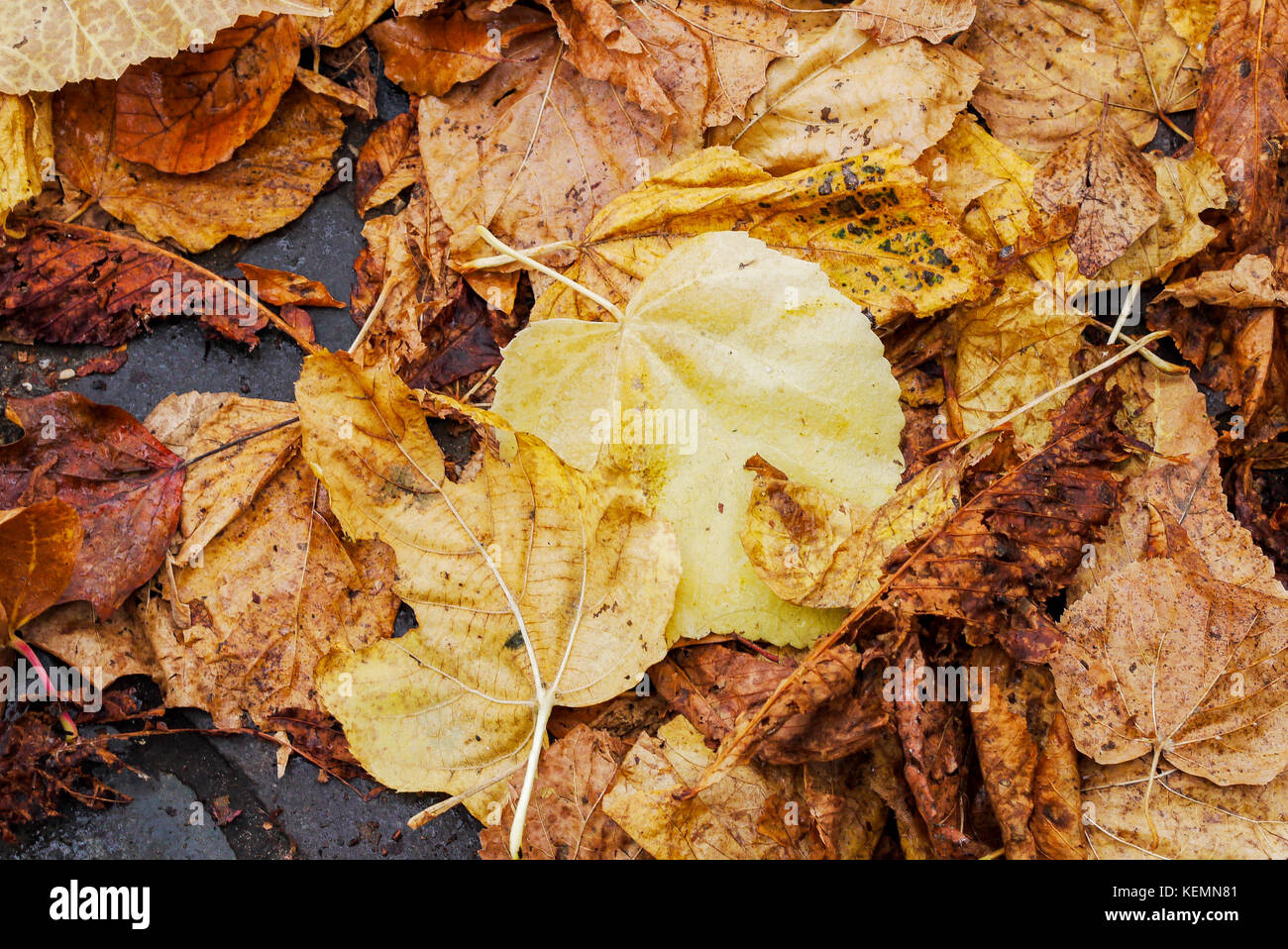 Autumn leaves, Fontainebleau, France Stock Photo Alamy