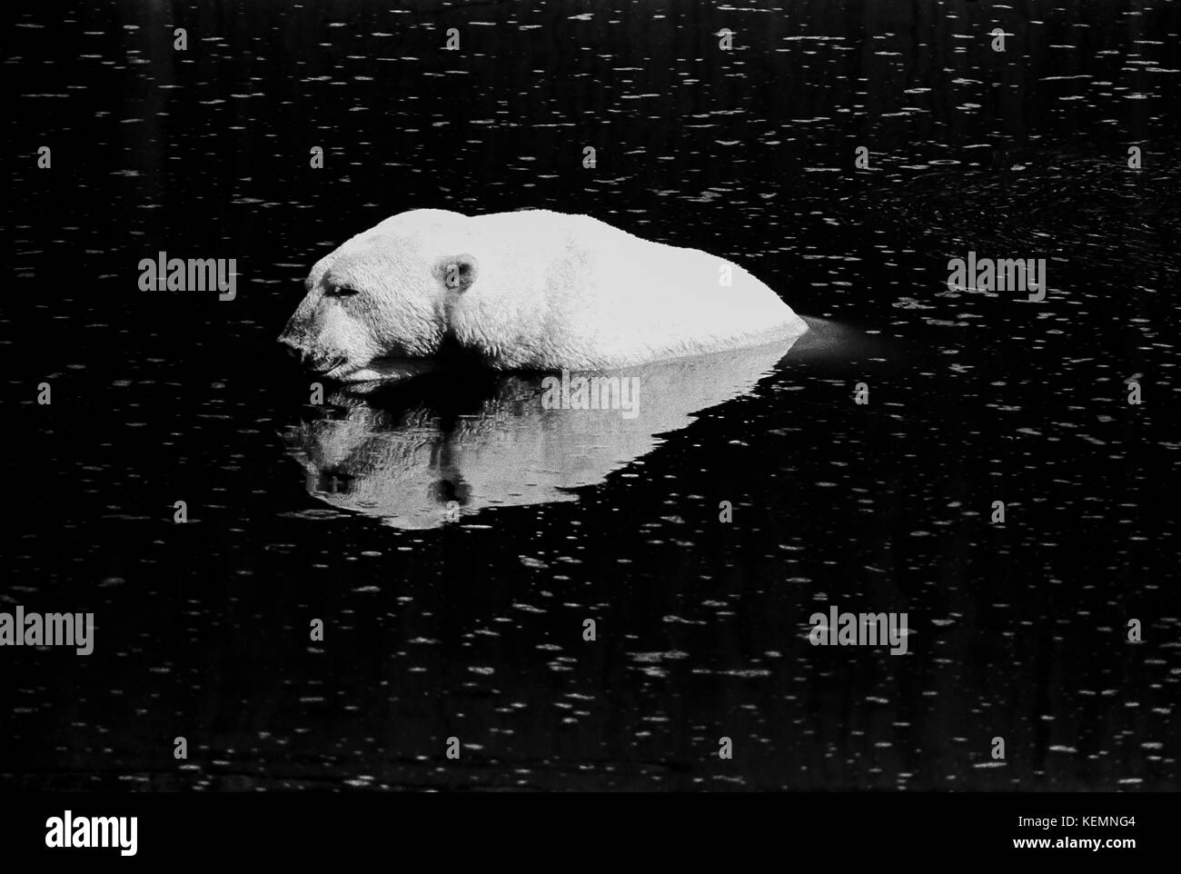 Polar bear Black and White Stock Photos & Images - Alamy