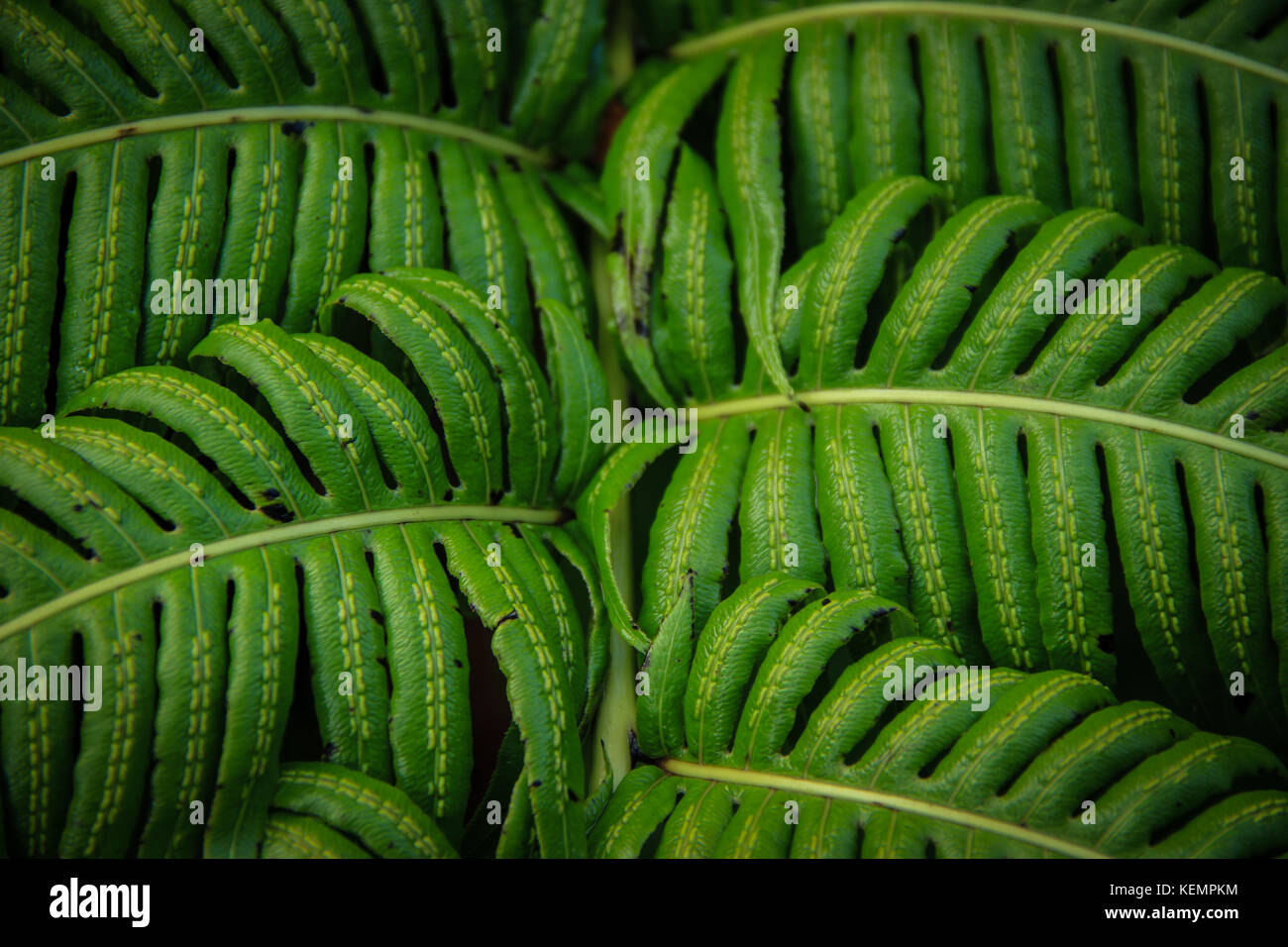 Green leaves on dark background, nature summer forest plant concept Stock Photo