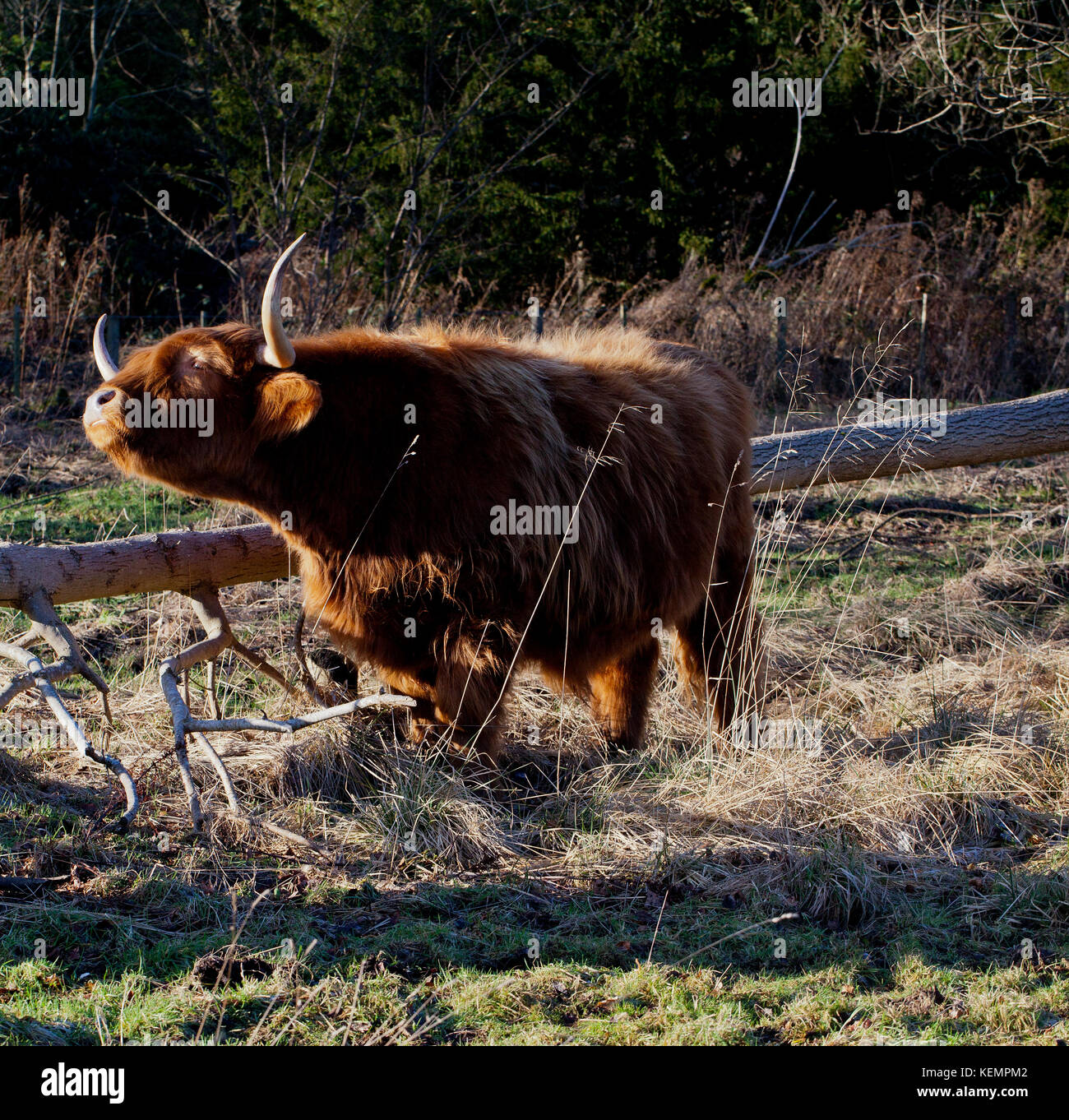 Highland Cow grazing in Scotland Stock Photo - Alamy