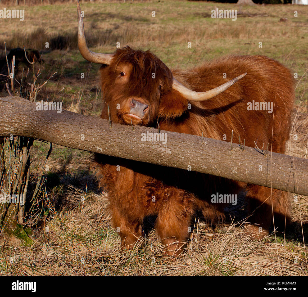 Highland Cow grazing in Scotland Stock Photo