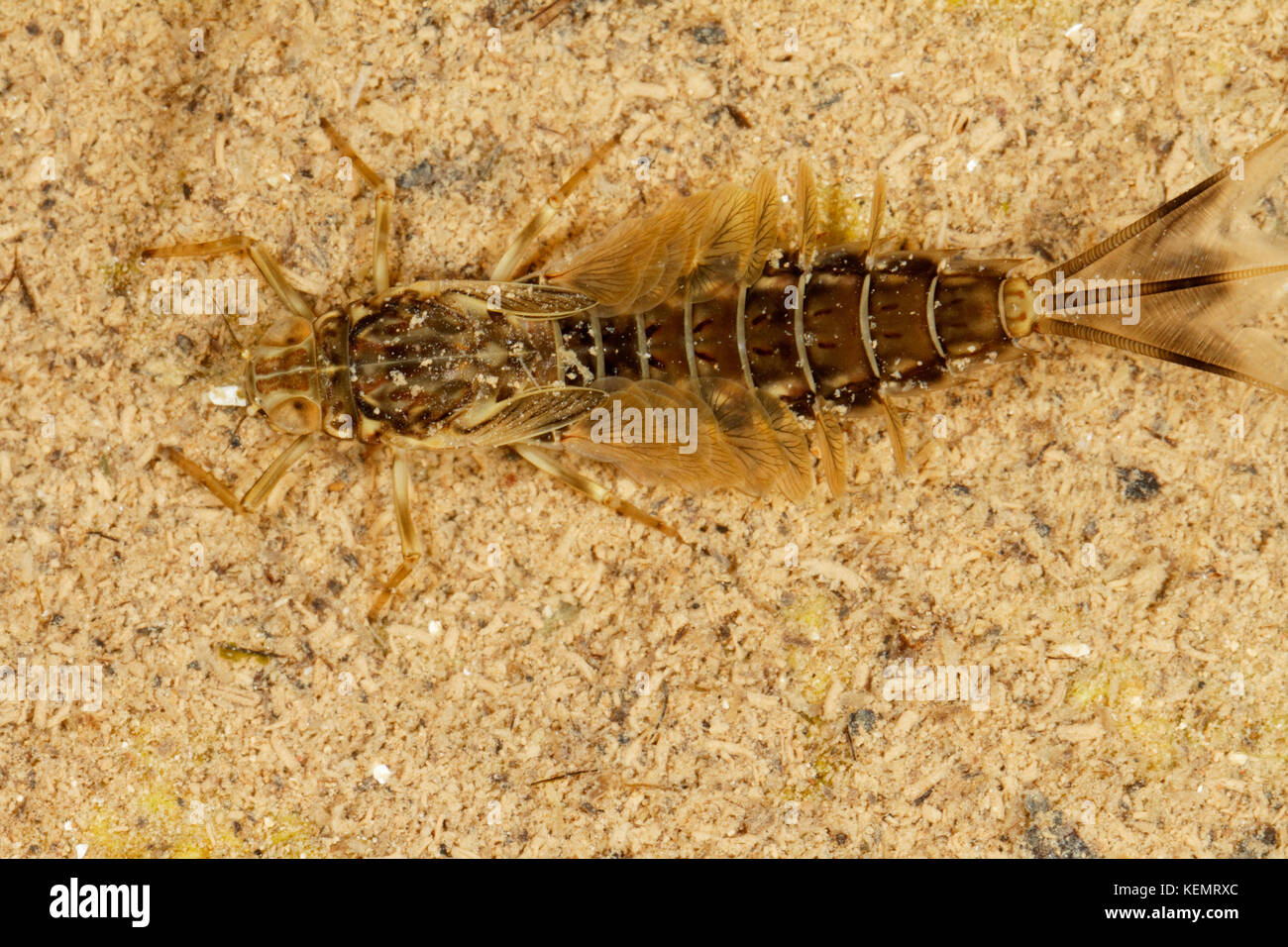 The dragonfly larvae on Suvaja River Stock Photo