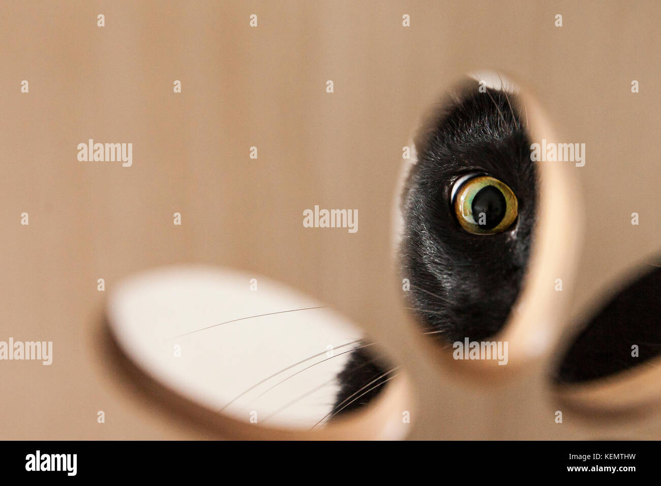 Black cat eyes peek.Giving a feeling of being watched from a mystery Stock Photo