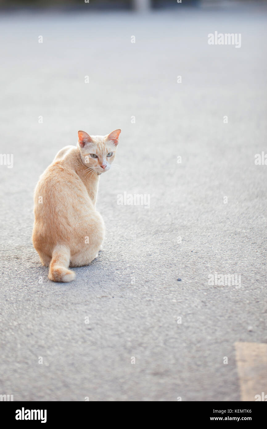 Orange tabby Turned and gazed .Feeling alone and lonely Stock Photo