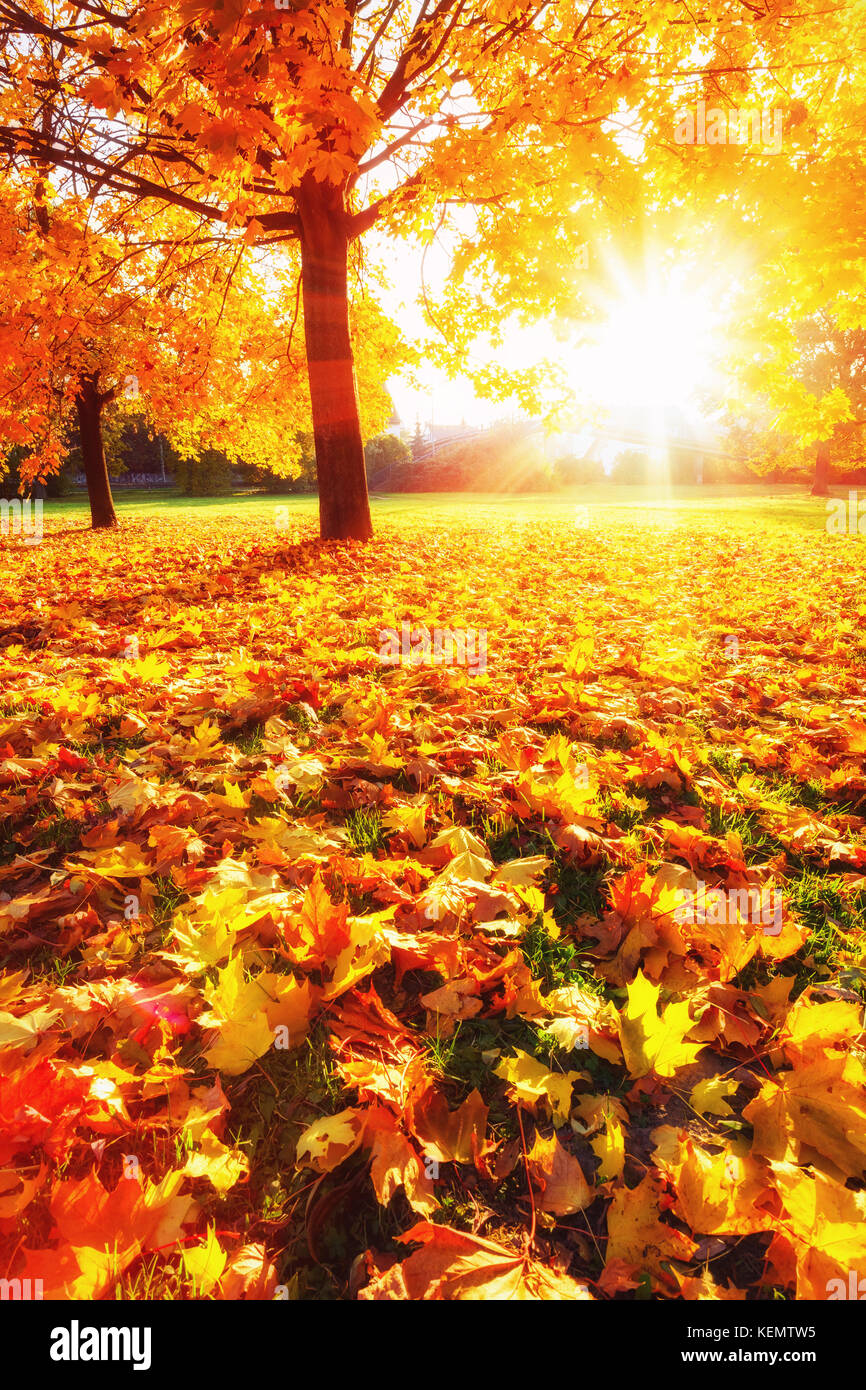 Sunny autumn maples in the park Stock Photo - Alamy
