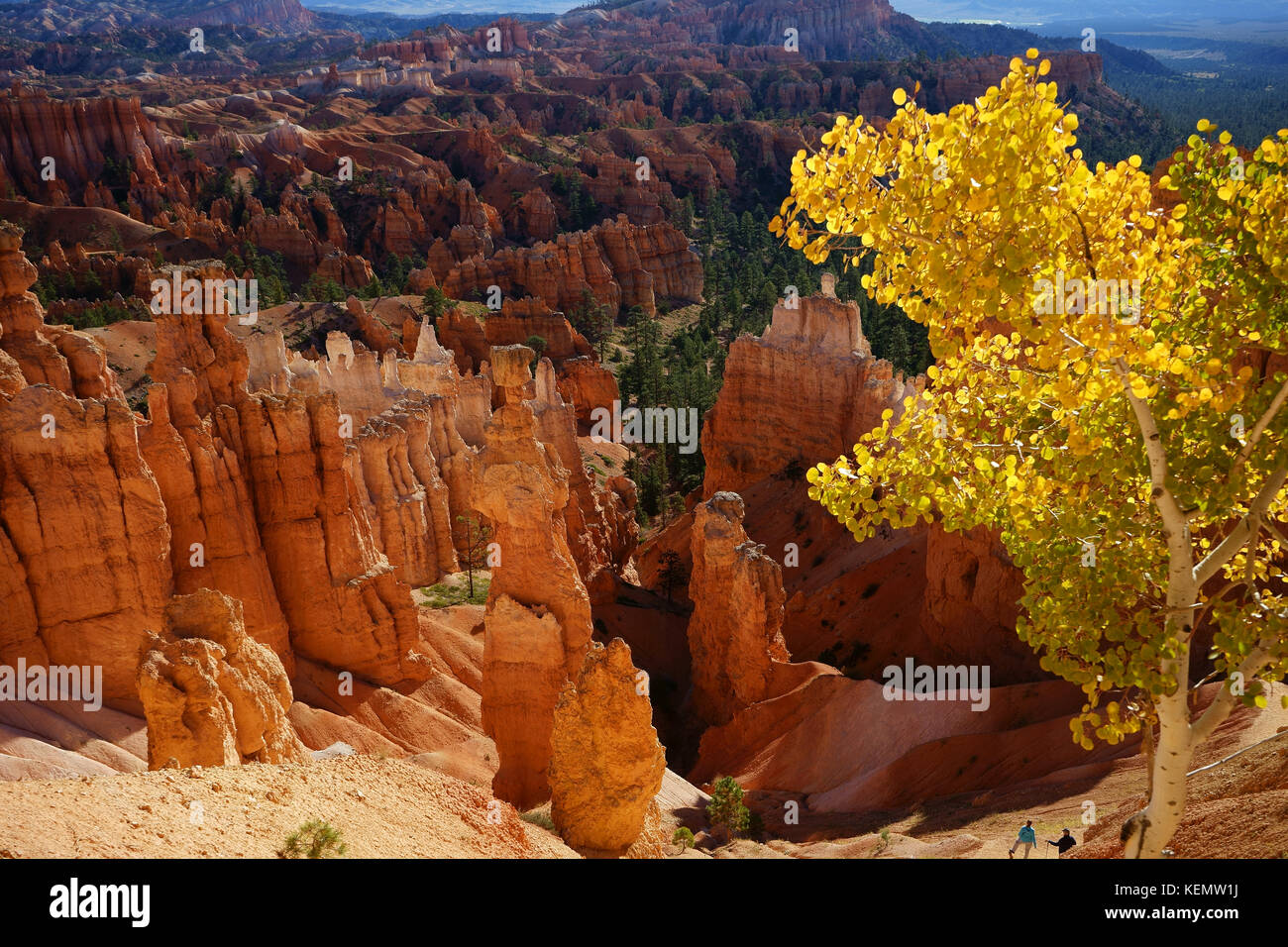 Aspen tree in fall colors and Brice Canyon National Park, Utah, USa Stock Photo