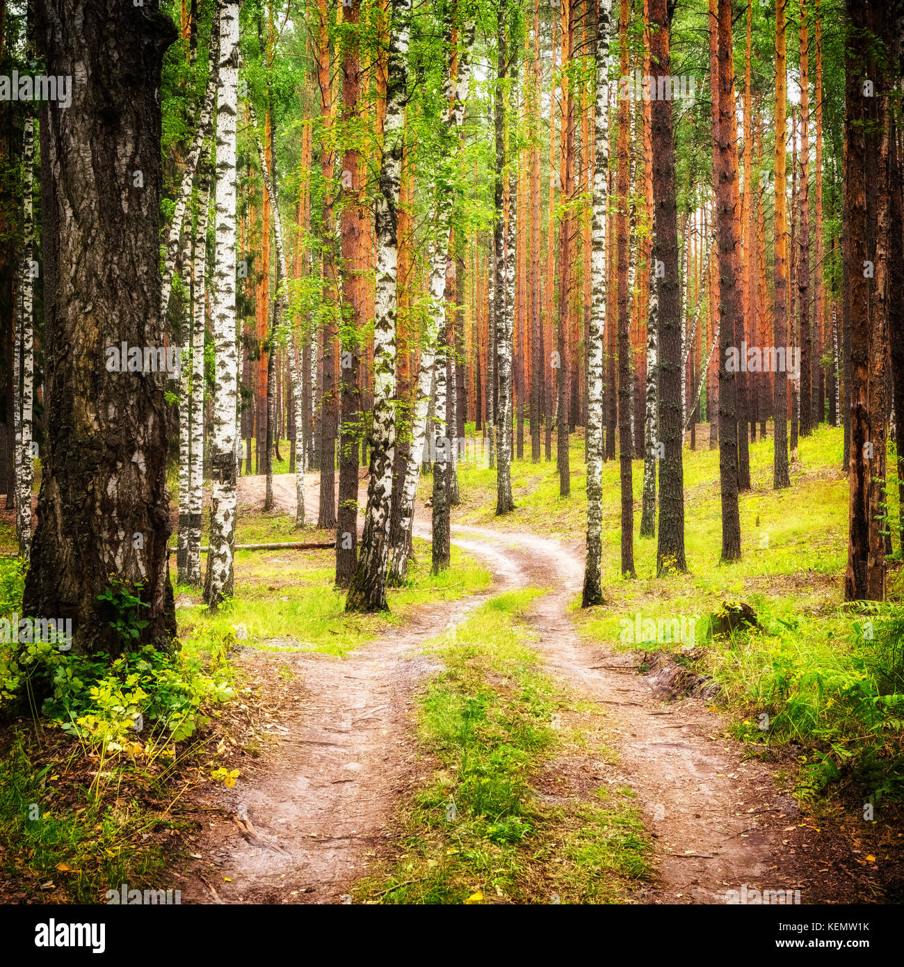 Pathway in summer forest Stock Photo