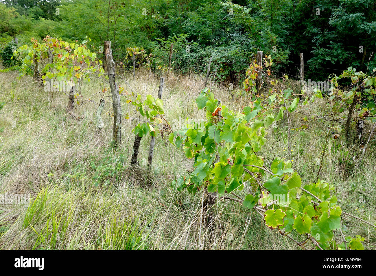 Neglected and abandoned vineyard overgrown in shrub and grass Stock Photo Alamy