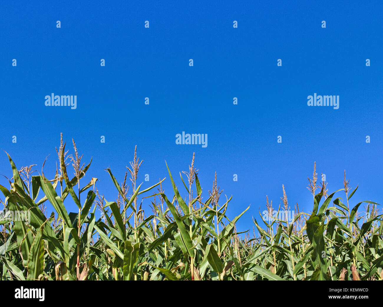 Corn stalks with deep blue sky in the background Stock Photo