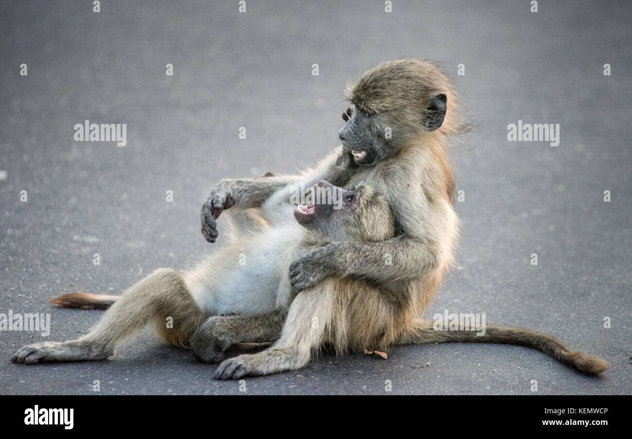 Playing baby baboons Stock Photo