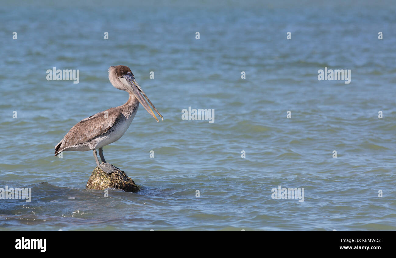 brown pelican waiting to fish Stock Photo