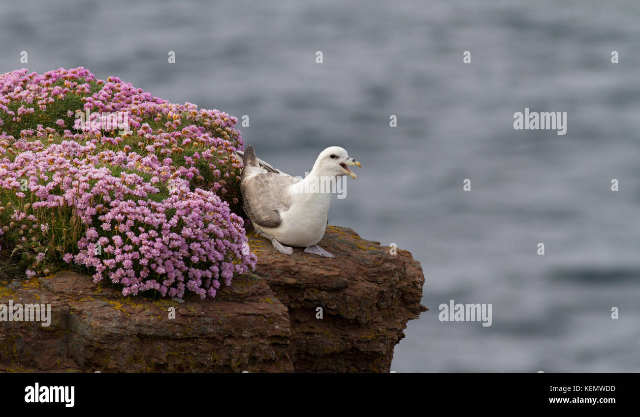 orkney Stock Photo