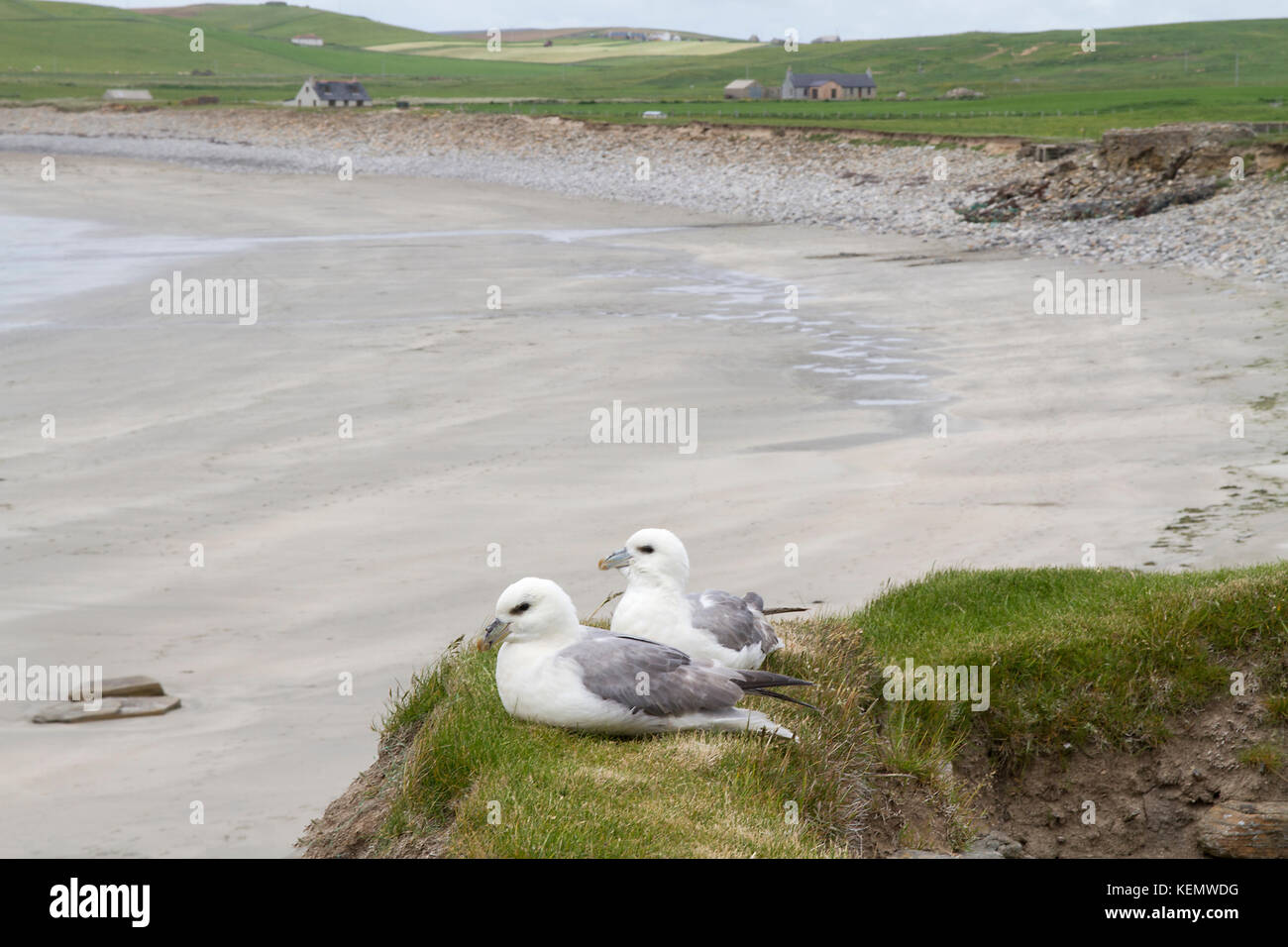orkney beach with birds nesting on a rock Stock Photo