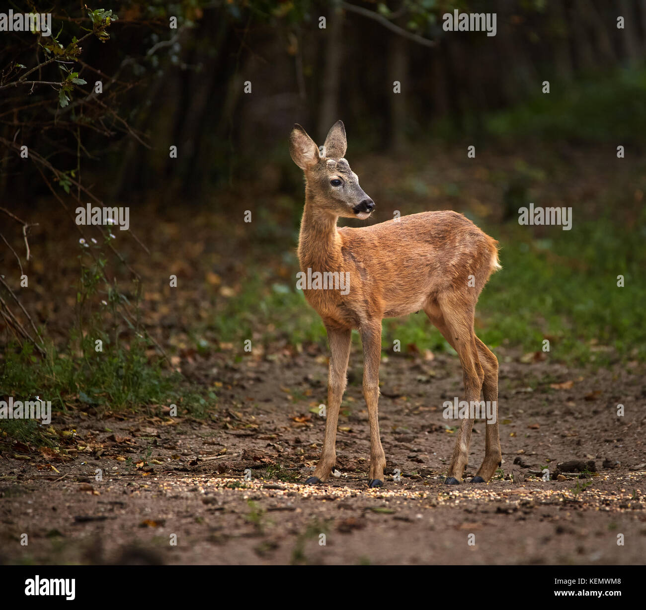Roe deer at the edge of the forest Stock Photo - Alamy
