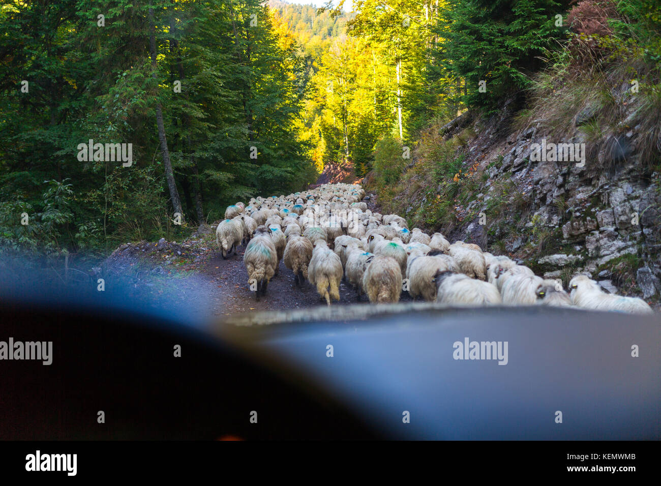 Car stuck waiting for the herd of sheep to cross the road Stock Photo ...